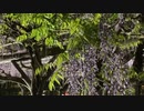 藤棚@亀戸天神20220423 iPhoneSE2 楽天回線またはau回線