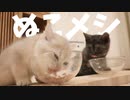 #34 食う、ひたすら食う。そんな時間  Kitten Dinner time  #ASMR