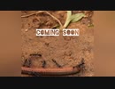 アリは素晴らしい動物です - Bruno Karett - Youtube