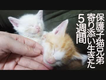 障害を示唆された子猫、兄弟子猫に寄り添われた5週間