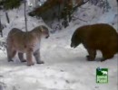 ピューマがクマをいじめる動画