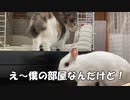 うさぎさんと猫の可愛い縄張り