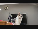 猫のは おやつタイムに少し興奮気味になります。