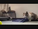 ゴルフ上達方法がこちら・・・