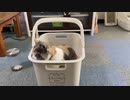 ねこ列車出発ーつ！洗濯されちゃうよ