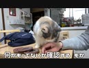 気になる猫の【DIY】はとっても可愛い。