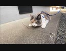 人生はじめての外出をした猫がこちら。