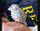 水浴びしたッピ
