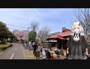 紲星あかりと行く春の多摩湖自転車歩行道４