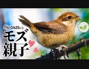 0425C①【捕食者モズ親子】巣立ち雛の鳴き声。野鳥に食べられるスズメの鉄砲。最後のヒドリガモ。カワラヒワと毒草トウダイグサ。オナガの飛翔　#モズ　#ヒドリガモ　#身近な生き物語