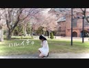 【わかめ】ハルイチ。【ゆるく踊ってみた】
