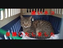 今月の体重測定【蒼民家の猫々】(修正版)