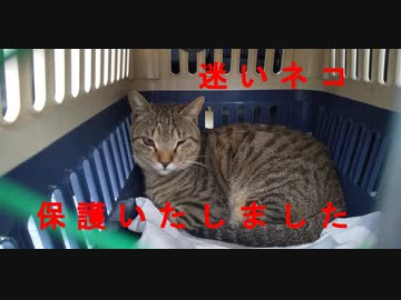 今月の体重測定【蒼民家の猫々】(修正版)