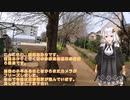 紲星あかりと行く春の多摩湖自転車歩行道５