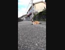 野良猫が話しかけてくるが猫語がわからん#Shorts【野良猫】【感動猫】