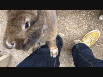 月うさぎの里は触れ合えるパラダイス