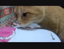 留守番中におきた悲劇