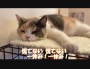 猫のただの休憩はこれ・・・