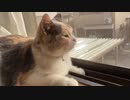 猫のお外かんさつ時間がこちら・・・