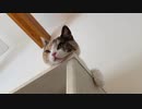 子猫の留守番は寝るのみ。