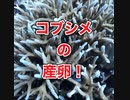コブシメ卵・アカククリ・ミノカサゴ