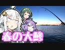 あかりの食材調達日誌 part.13 春の大鯵！