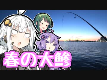 あかりの食材調達日誌 part.13 春の大鯵！