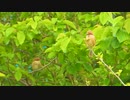 もしもし…私メリーさん