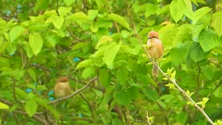 もしもし…私メリーさん