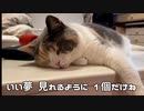 猫にサプライズした。【ダイエット１日目】