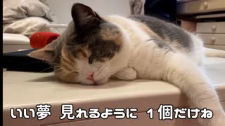 猫にサプライズした。【ダイエット１日目】