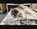 子猫は基本超自由ですこちら・・・