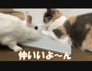 子猫とうさぎのお話し。