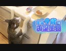 愛猫9歳のお誕生日