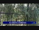 中国各地で「竹の開花」 不吉の兆候か