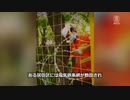 コロナ脳の恐怖・隔離地区には電気鉄条網（でもワクチン信者にとっては理想郷かも）