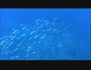 タカサゴの群れ！綺麗に並び過ぎ去る