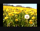 続・好きな音楽テーマ別うｐ・光花編