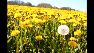 続・好きな音楽テーマ別うｐ・光花編