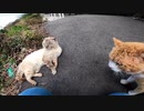 お互いに納得がいかない猫同士が喧嘩になる瞬間【野良猫】【感動猫】