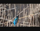 カワセミ動画集めました