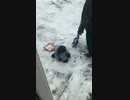 ホモと見る　ころん