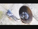 愛されすぎて巣に戻れない親ハト