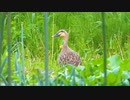 完全にこちらに気づいたカモ