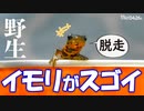 助けた子と一晩過ごしてみた【0426C】アカハライモリの脱走劇が凄すぎた。捕食者モズの子育てや水中ダンゴムシ　#身近な生き物語　#イモリ　#アカハライモリ