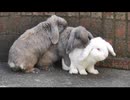 たれ耳ウサギ垂れ流し その1