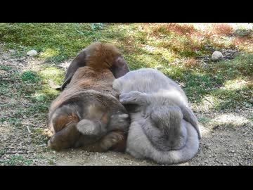 たれ耳ウサギ垂れ流し その2