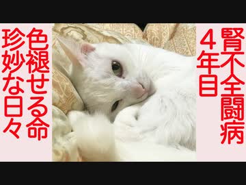 腎不全のウチューネコ、闘病4年の珍妙な日々