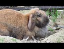 たれ耳ウサギ垂れ流し その3