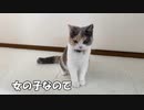 癒し１００％猫のかわいい遊び方がこちら。